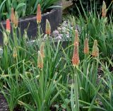 Kniphofia uvaria. Цветущие растения. Германия, г. Krefeld, Ботанический сад. 08.06.2013.