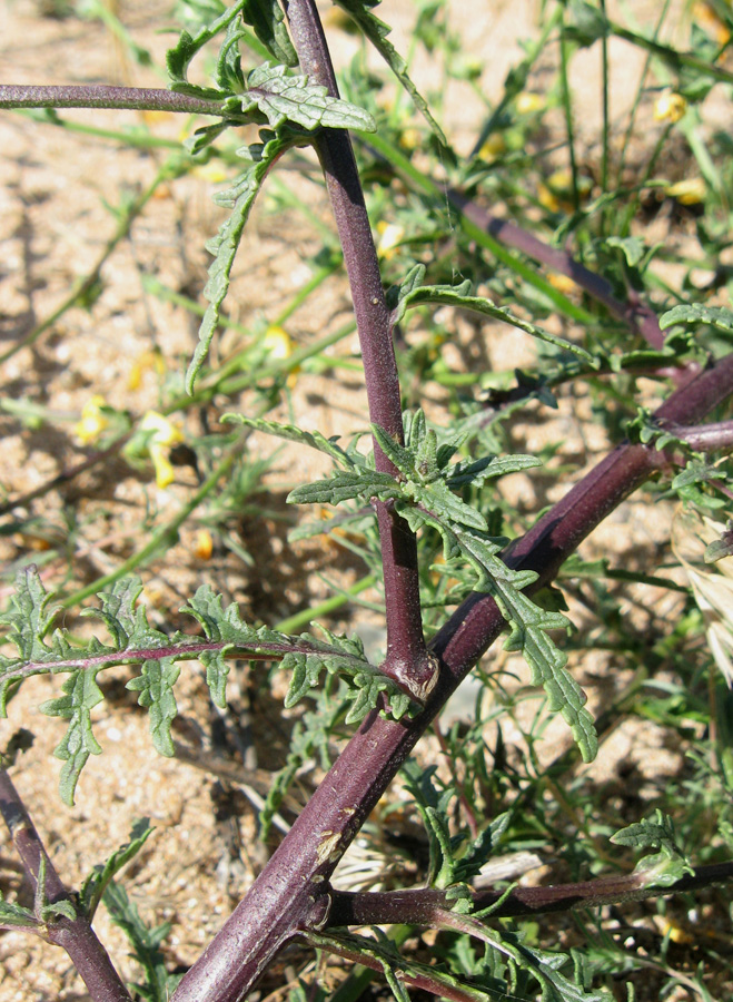 Image of Verbascum pinnatifidum specimen.