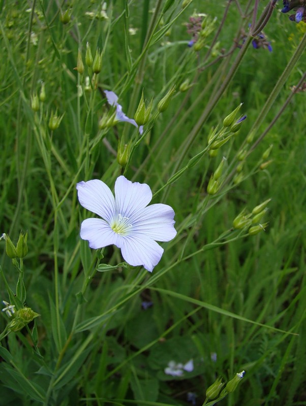 Image of Linum nervosum specimen.