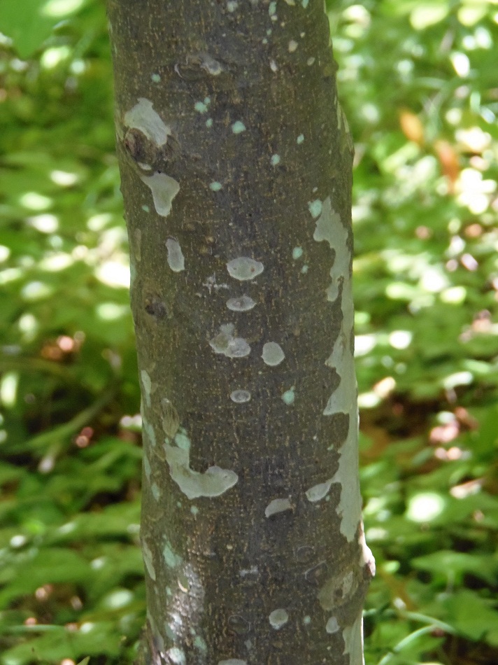 Изображение особи Parrotia persica.