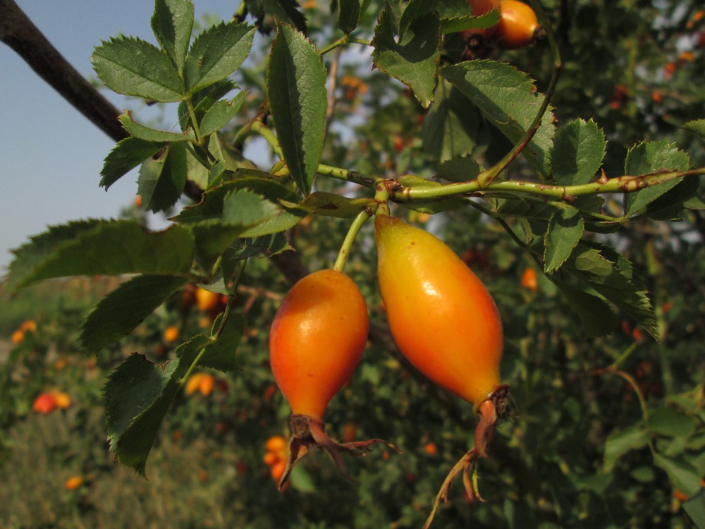 Image of genus Rosa specimen.