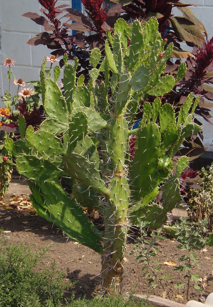 Image of genus Opuntia specimen.