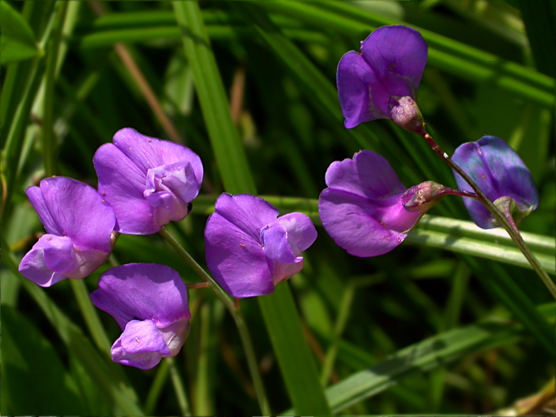 Image of Lathyrus incurvus specimen.