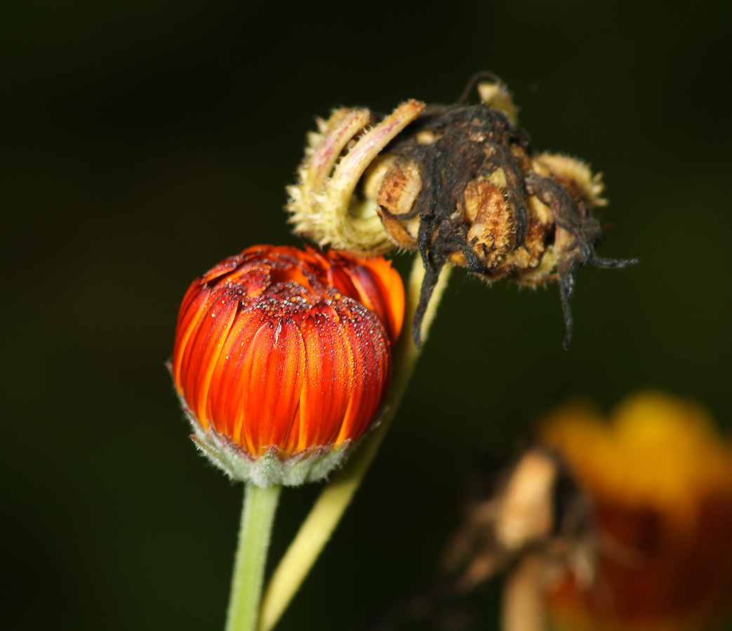 Image of Calendula officinalis specimen.