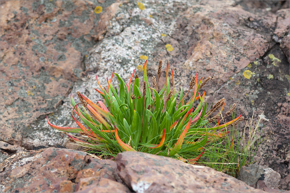 Изображение особи род Plantago.