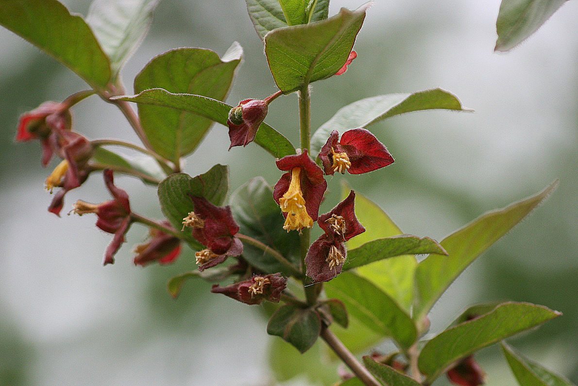 Изображение особи Lonicera involucrata.