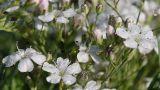 Gypsophila elegans. Цветки в утренней росе. Германия, г. Krefeld, Ботанический сад. 20.08.2013.