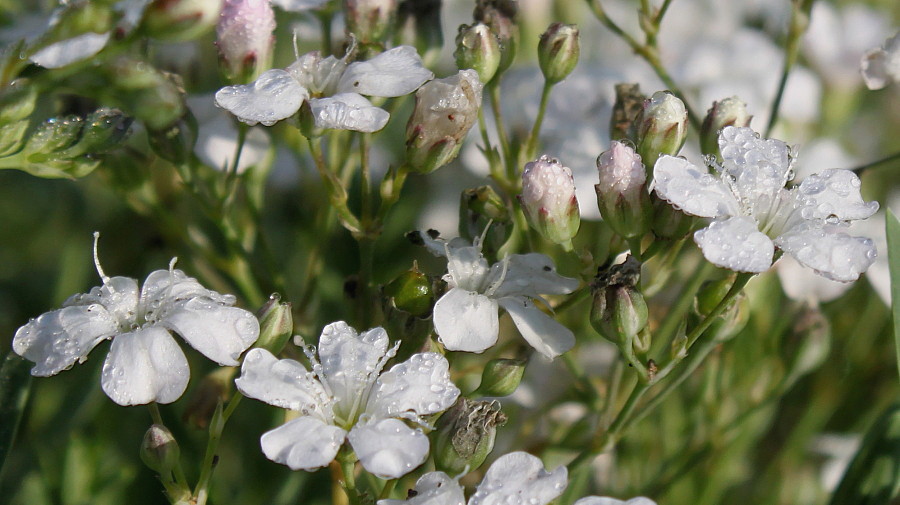 Изображение особи Gypsophila elegans.