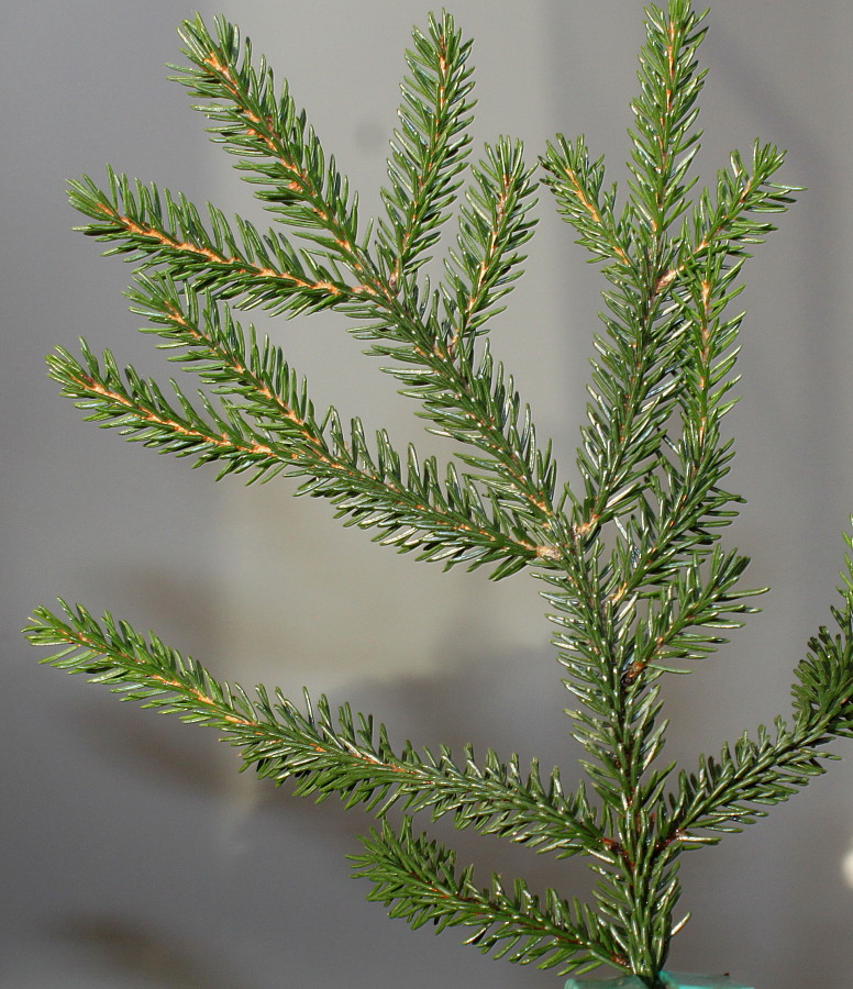 Изображение особи Picea orientalis.