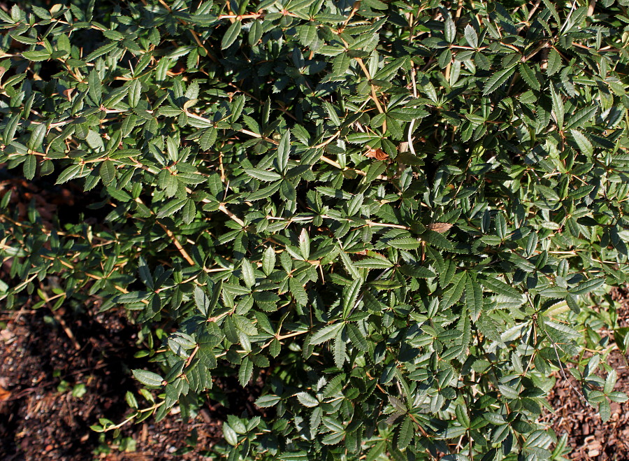 Image of Berberis veitchii specimen.