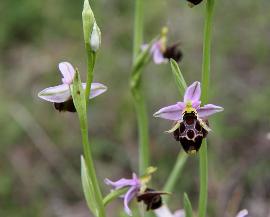 Изображение особи Ophrys oestrifera.