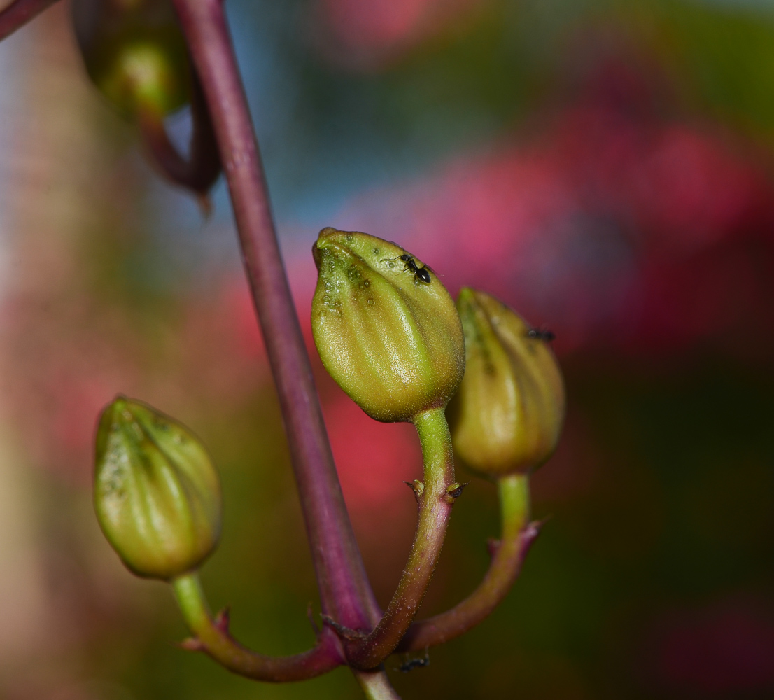 Изображение особи Kigelia pinnata.