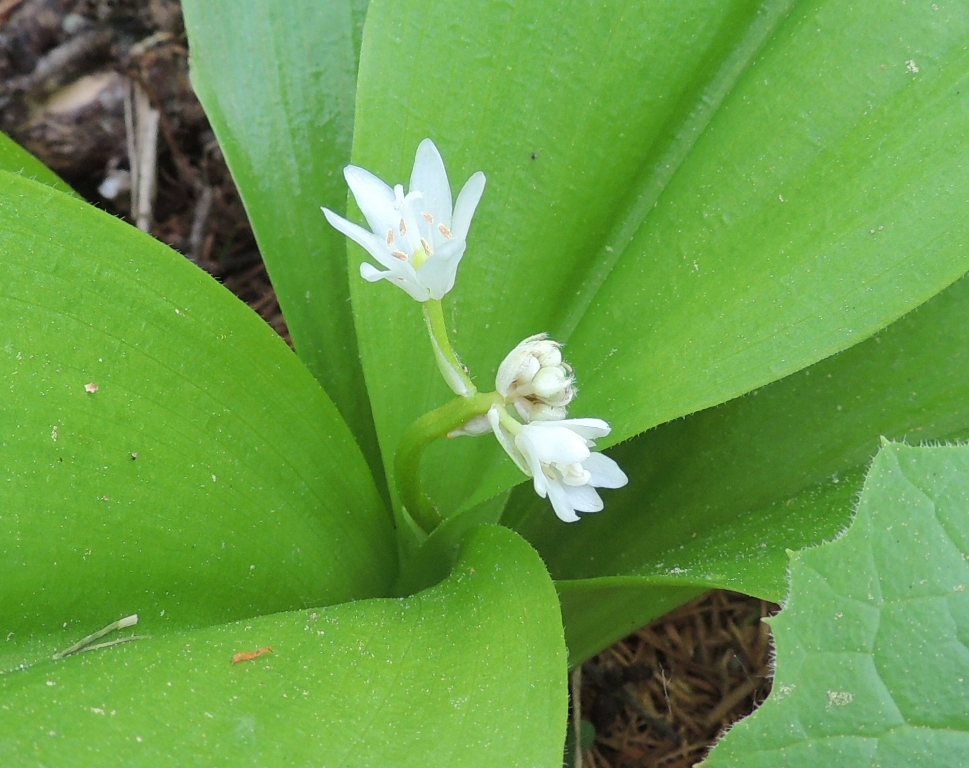 Image of Clintonia udensis specimen.