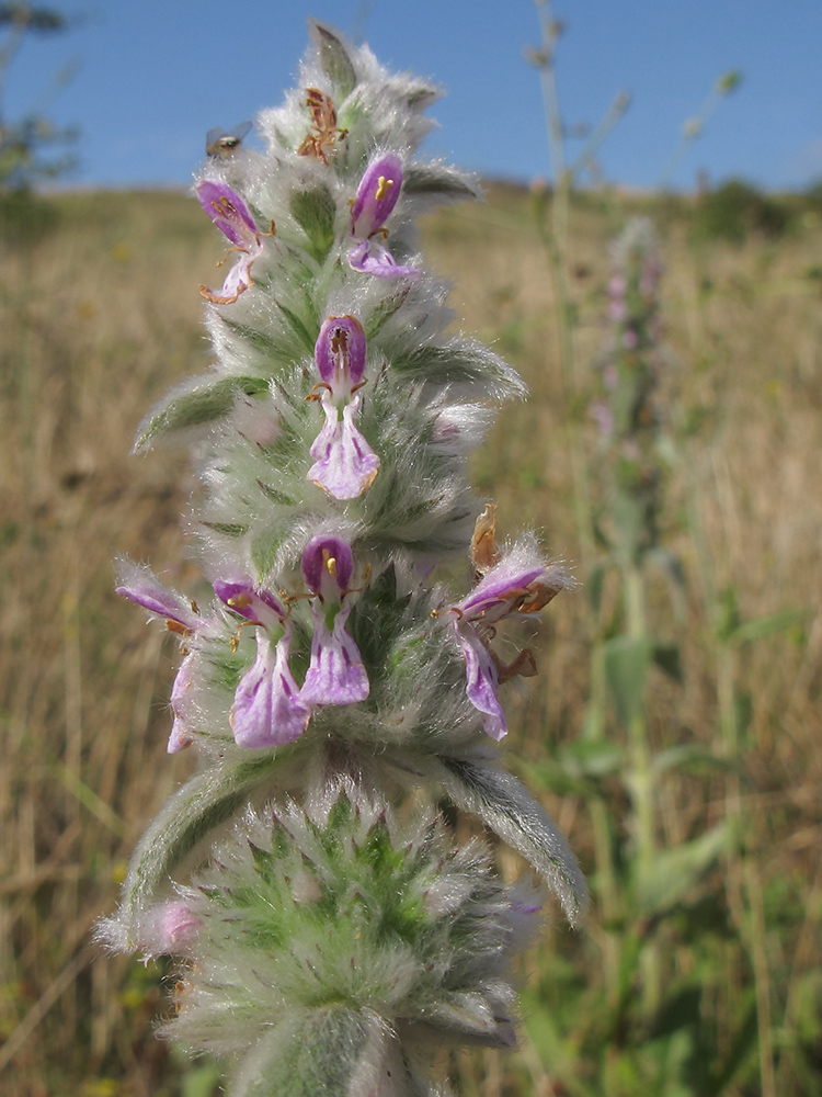 Image of Stachys velata specimen.