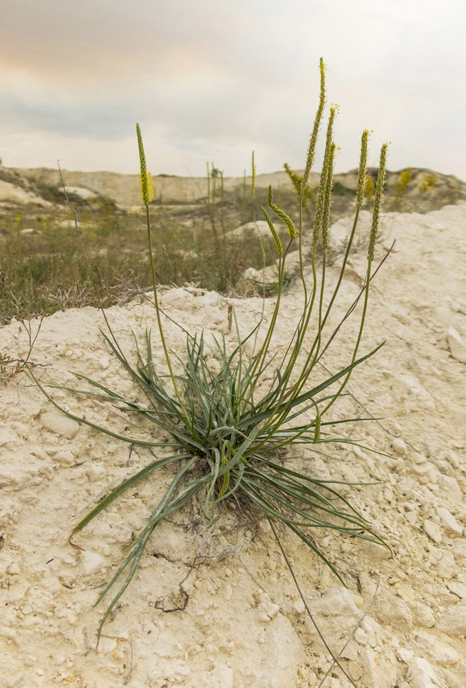 Изображение особи Plantago salsa.