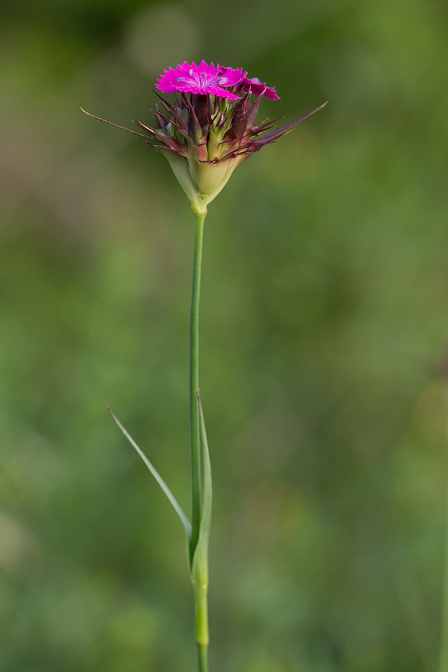 Image of Dianthus capitatus specimen.