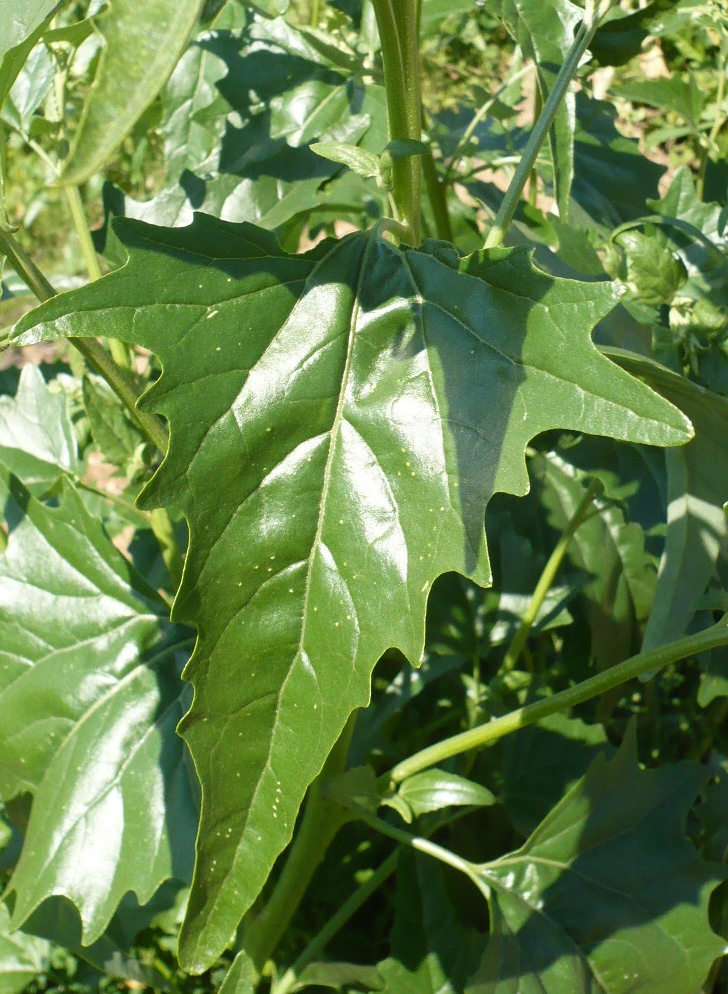 Image of Atriplex sagittata specimen.