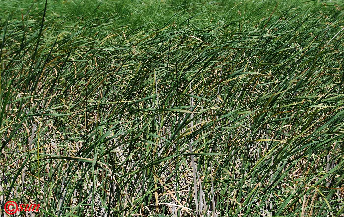 Image of Typha austro-orientalis specimen.