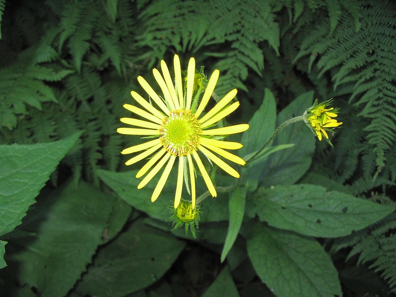 Image of Doronicum austriacum specimen.