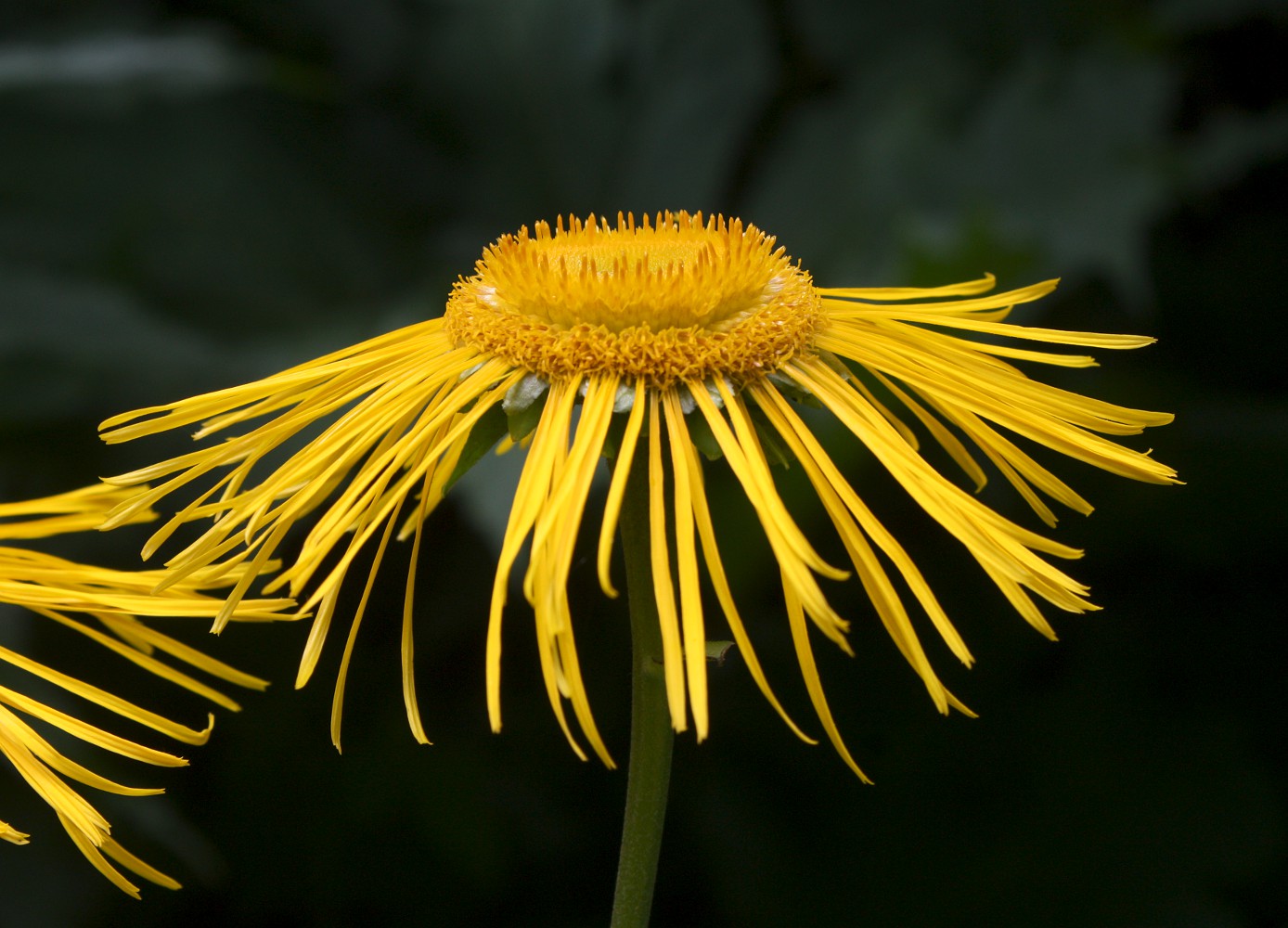 Изображение особи Telekia speciosa.