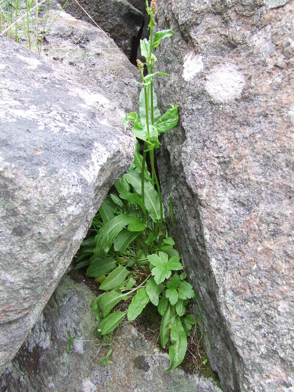 Image of Rumex acetosa specimen.