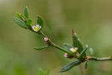 genus Polygonum