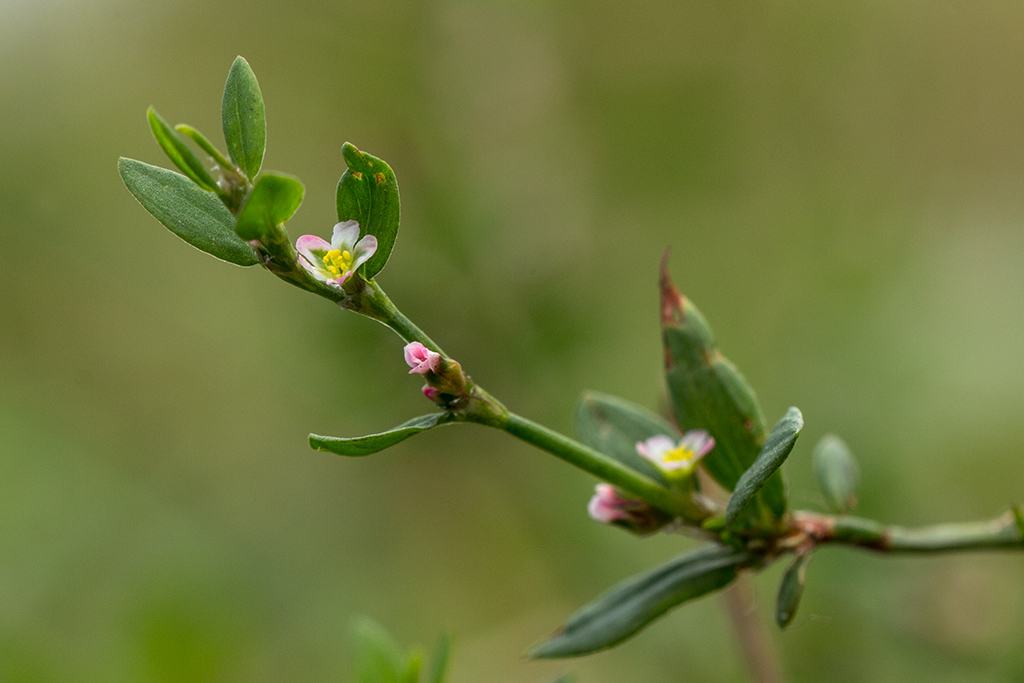 Image of genus Polygonum specimen.