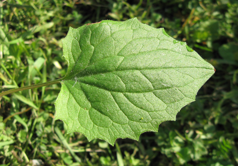 Image of Doronicum carpaticum specimen.