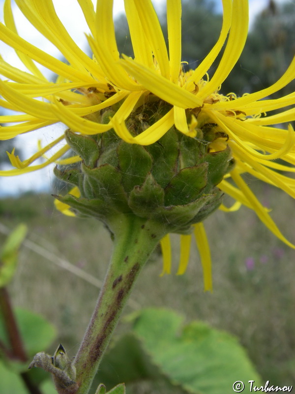 Изображение особи Inula helenium.