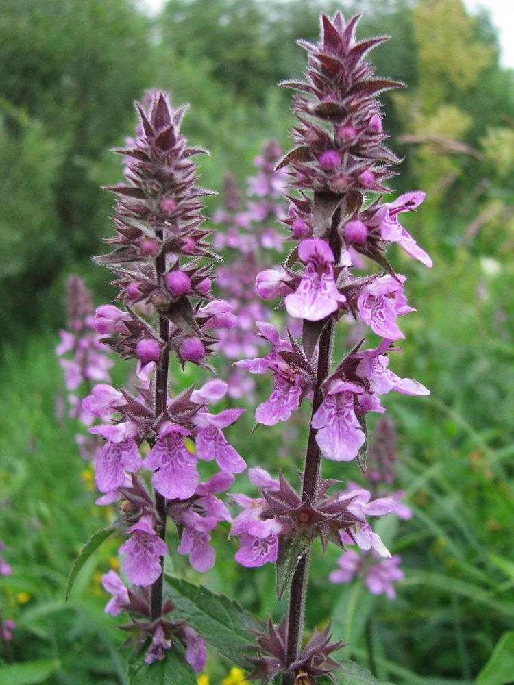 Изображение особи Stachys palustris.