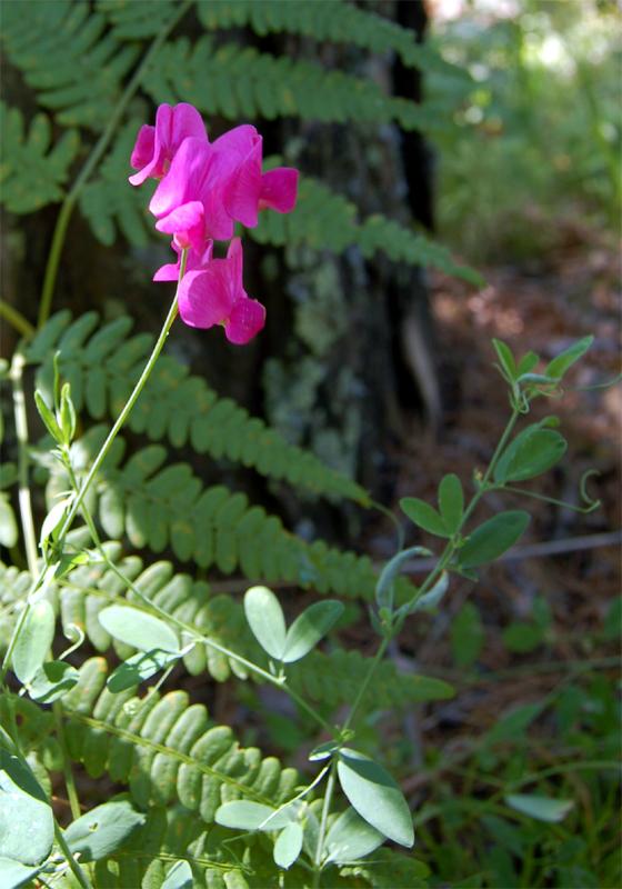 Image of Lathyrus tuberosus specimen.