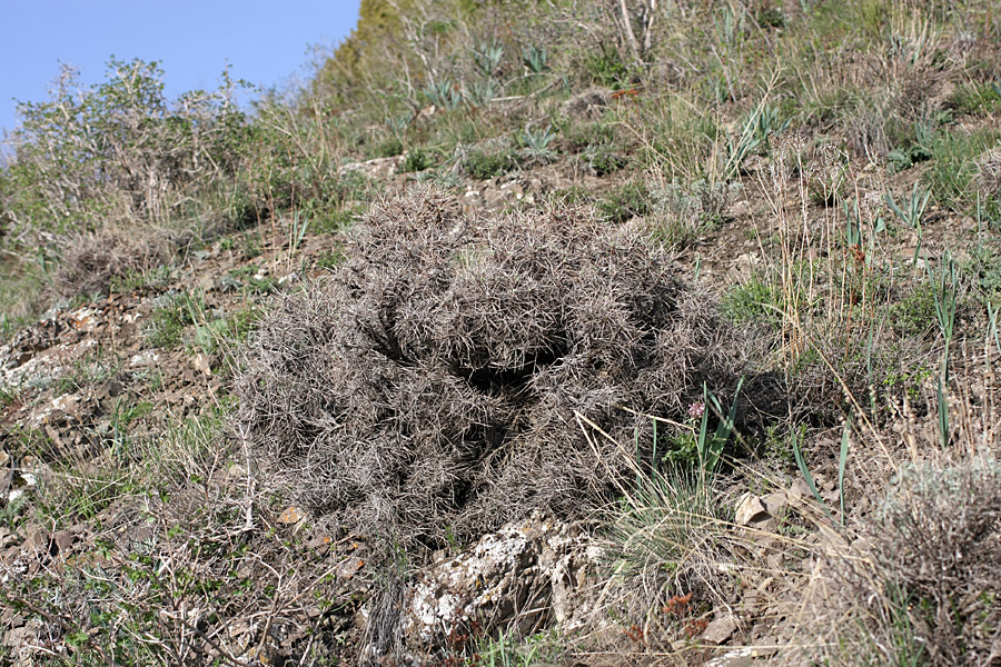 Изображение особи Onobrychis echidna.