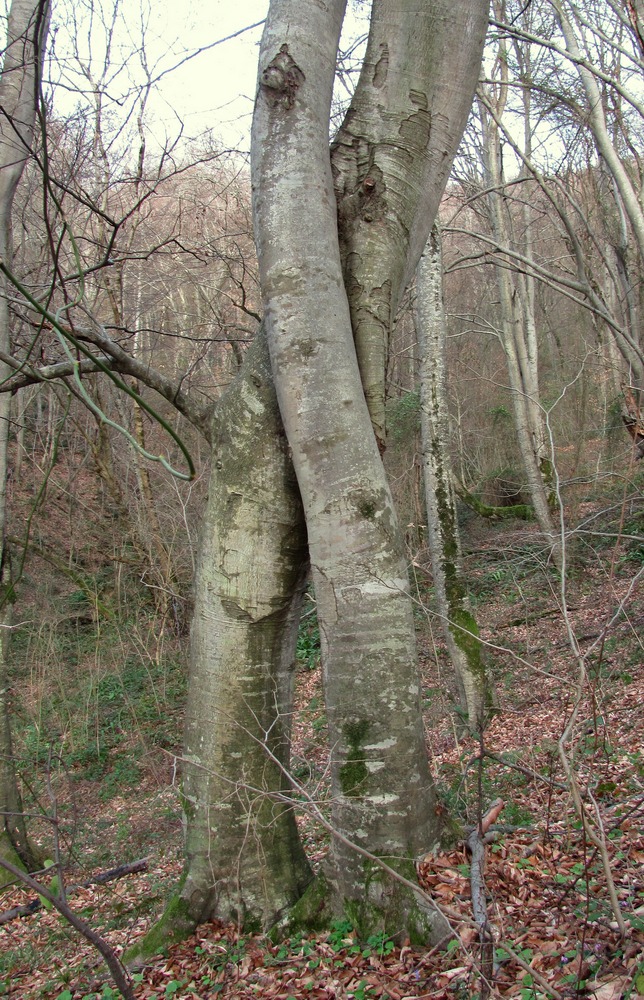 Изображение особи Fagus orientalis.