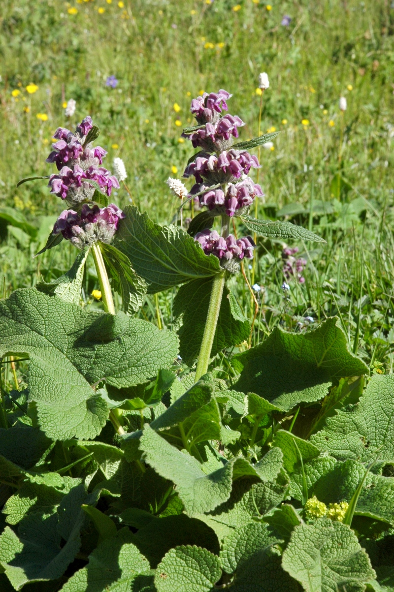 Image of Phlomoides oreophila specimen.