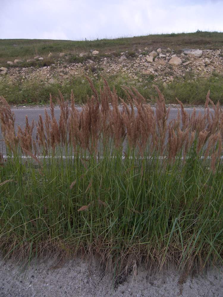 Image of Calamagrostis canescens specimen.