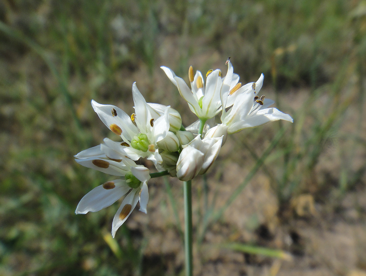 Image of Allium ramosum specimen.