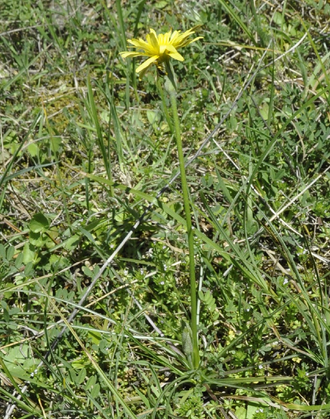 Изображение особи Scorzonera crocifolia.