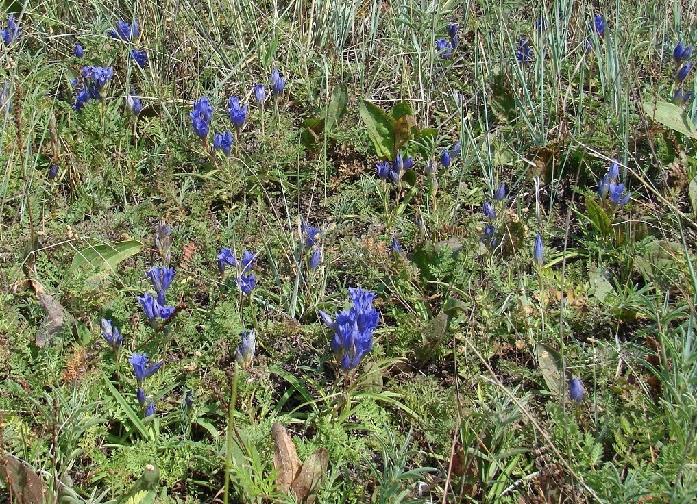 Image of Gentiana decumbens specimen.