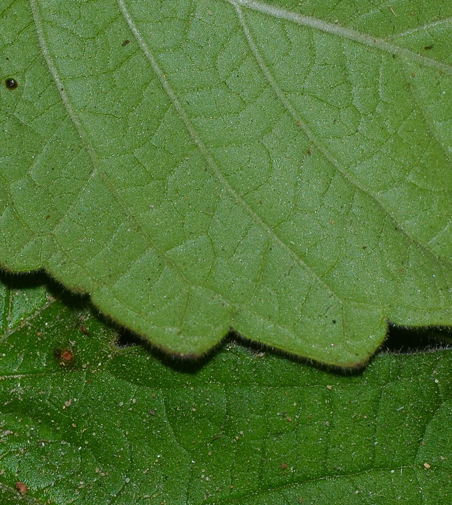 Image of Ceratotheca triloba specimen.