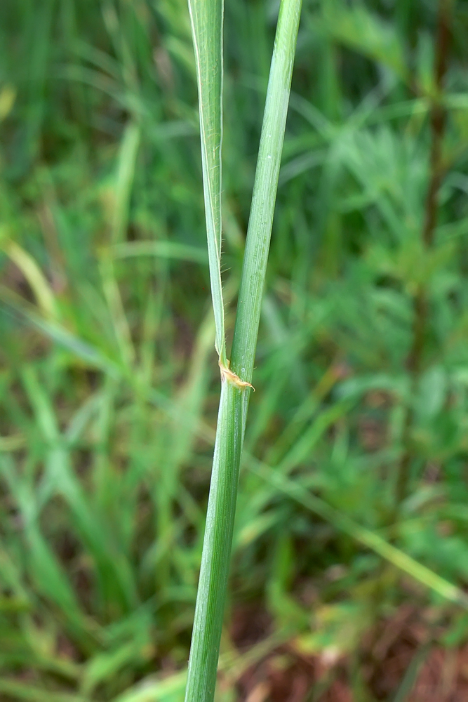 Image of Elytrigia repens specimen.