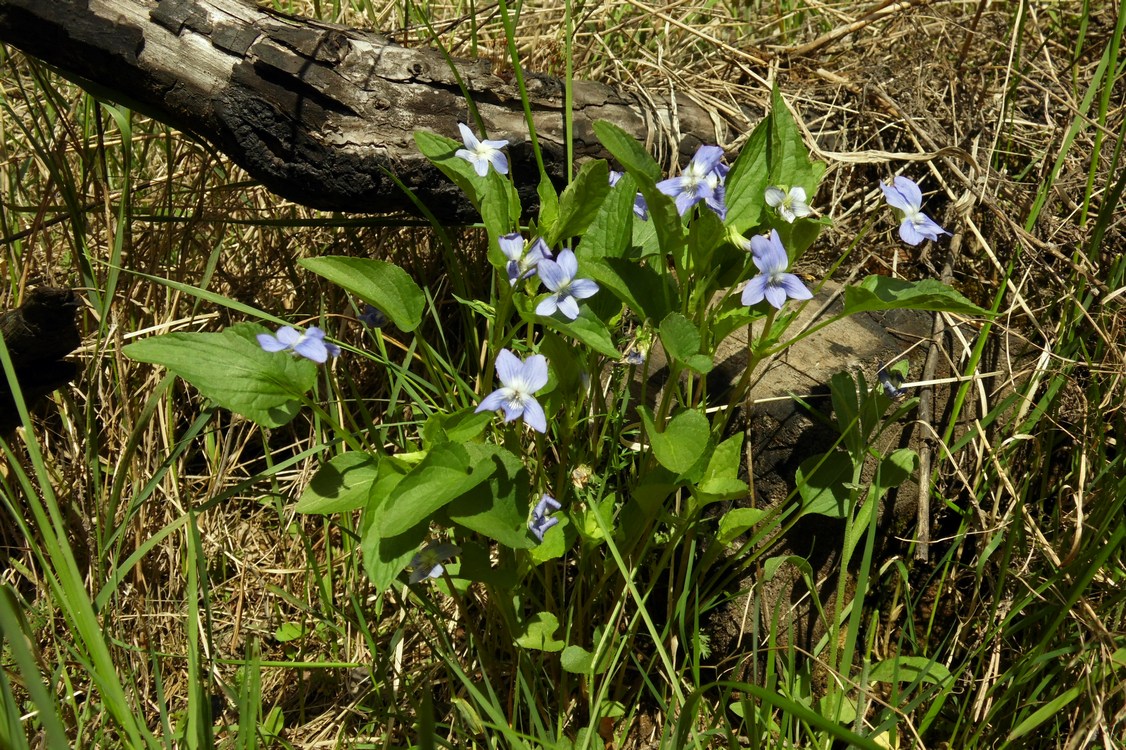 Изображение особи Viola canina.