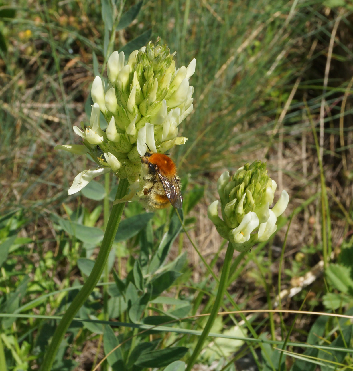 Image of Astragalus follicularis specimen.