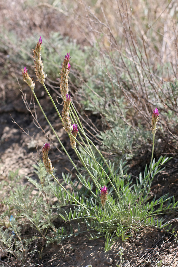 Изображение особи род Astragalus.