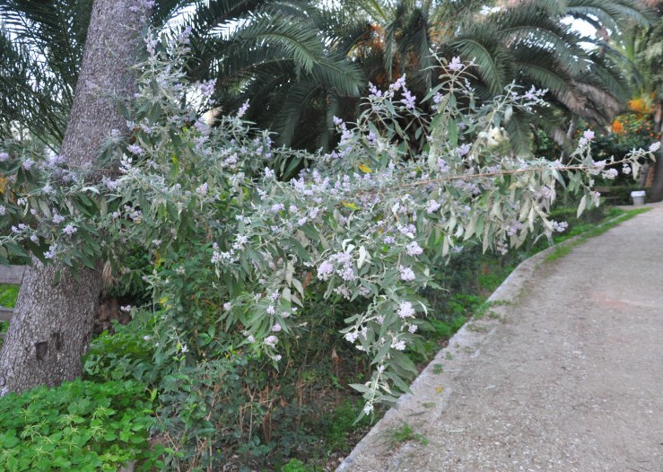 Изображение особи Buddleja japonica.