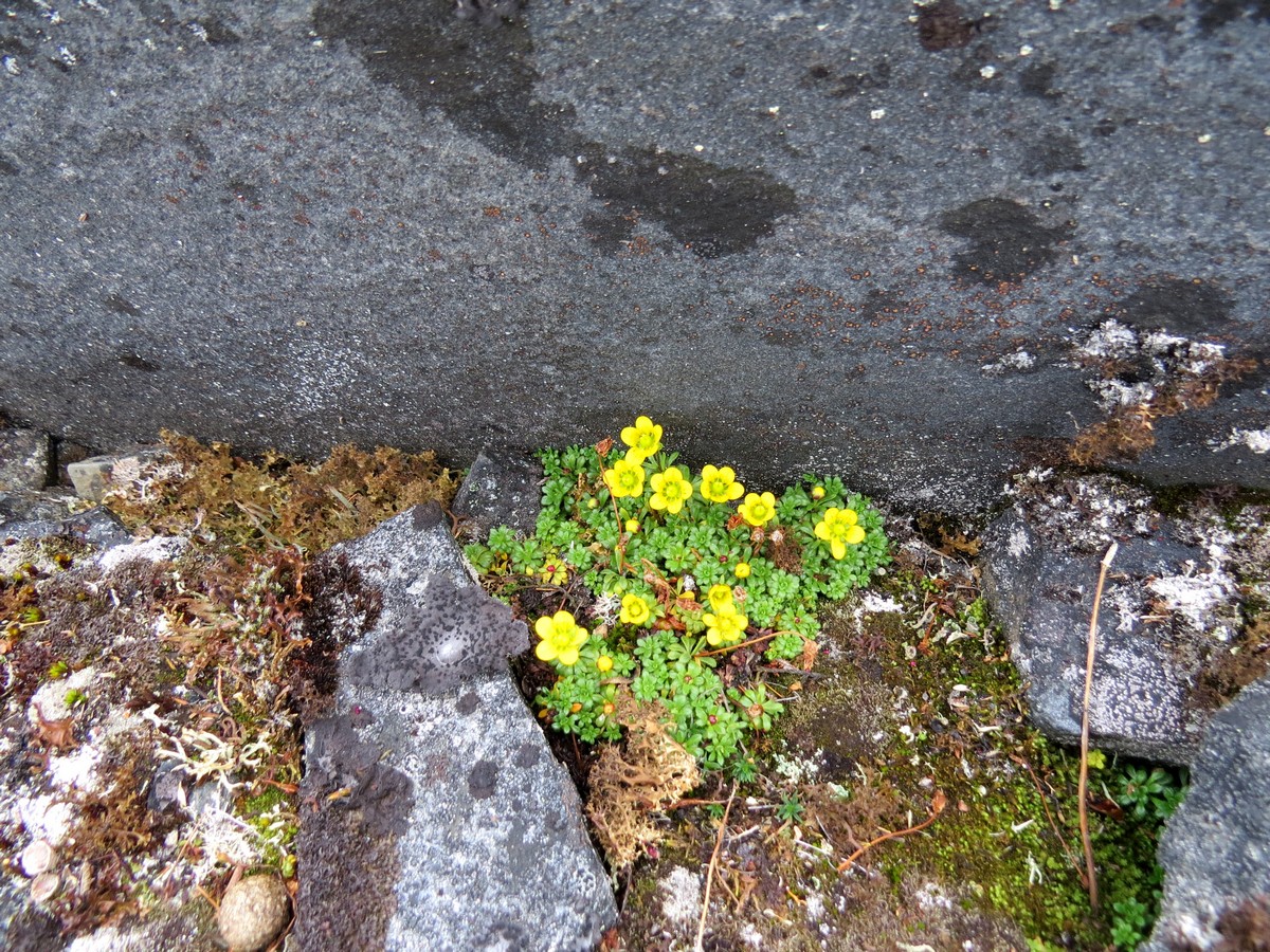 Изображение особи Saxifraga glutinosa.