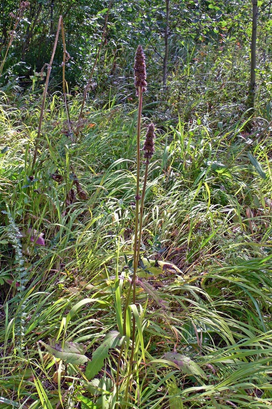 Image of Stachys palustris specimen.