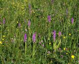 Dactylorhiza incarnata