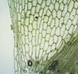Rhizomnium pseudopunctatum