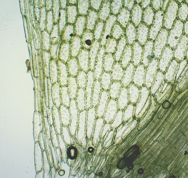 Image of Rhizomnium pseudopunctatum specimen.