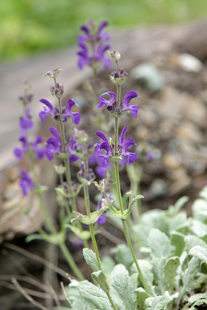 Изображение особи Salvia canescens.